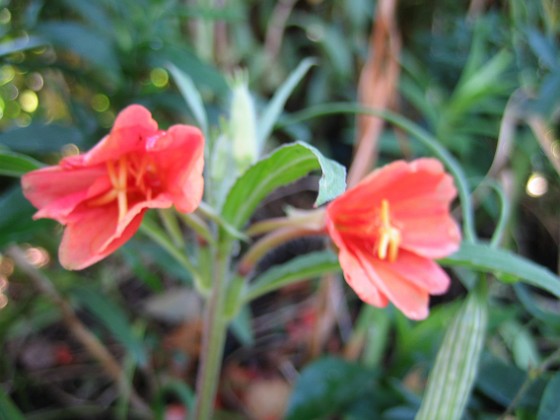 Nattljus 'Apricot Delight'