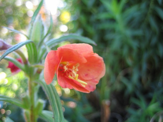 Nattljus 'Apricot Delight' 
