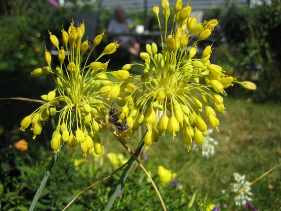Allium 'Fyrverkeri'