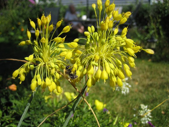 Allium 'Fyrverkeri' 
