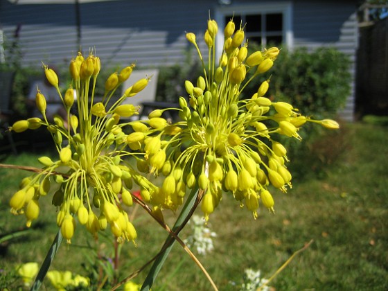 Allium 'Fyrverkeri'