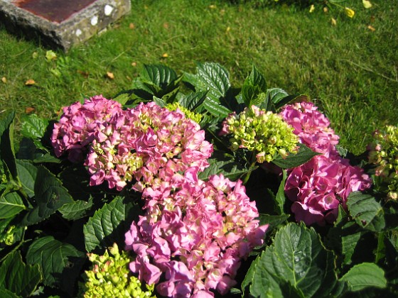 Hortensia