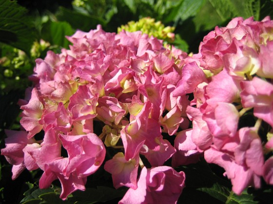 Hortensia 
