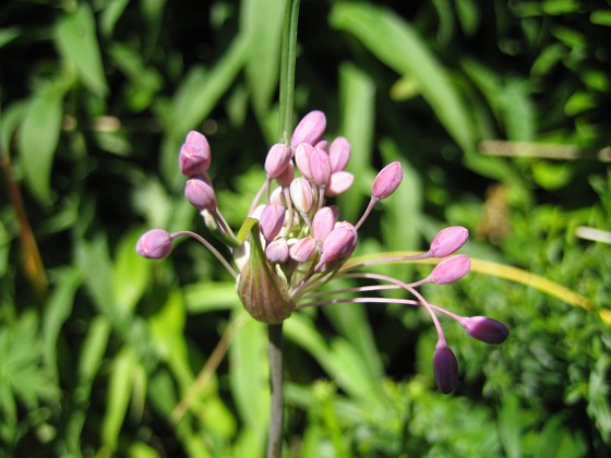 Allium