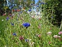 Sommarblommor  
Mitt försök att skapa en egen liten sommaräng.  
2008-07-28 Bild 014