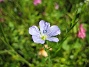 Denna blåa lilla blomma är verkligen vacker. (2008-07-28 Bild 034)