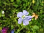 Denna blåa lilla blomma är verkligen vacker. (2008-07-28 Bild 035)