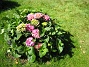 Hortensia  
  
2008-07-28 Bild 060