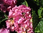 Hortensia