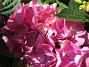 Hortensia  
  
2008-07-28 Bild 064