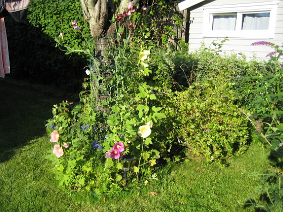 Stockrosor 
Ja nu är vi inne i Augusti, semestern går mot sitt slut men inte sommaren - det finns mycket blommor att titta på.