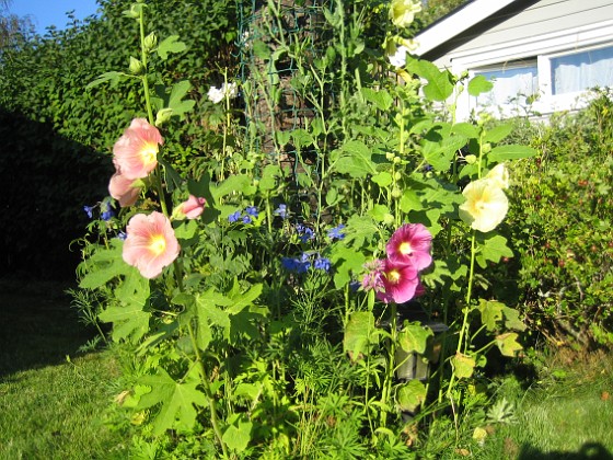 Stockrosor 
Vi närmar oss det gamla döda körsbärsträdet, där jag har vackra Stockrosor och Riddarsporrar.