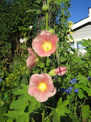 Stockrosor 
En Stockros i närbild.