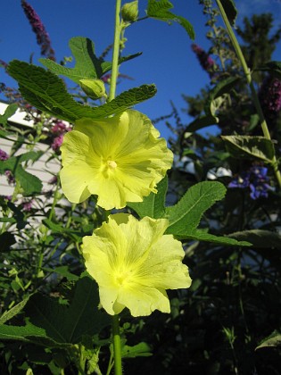 Stockrosor  
Detta är en Gulros - som också är en slags Stockros. Det blir massor av gula blommor på denna  planta.  
2008-08-01 Bild 010  
Granudden  
Färjestaden  
Öland