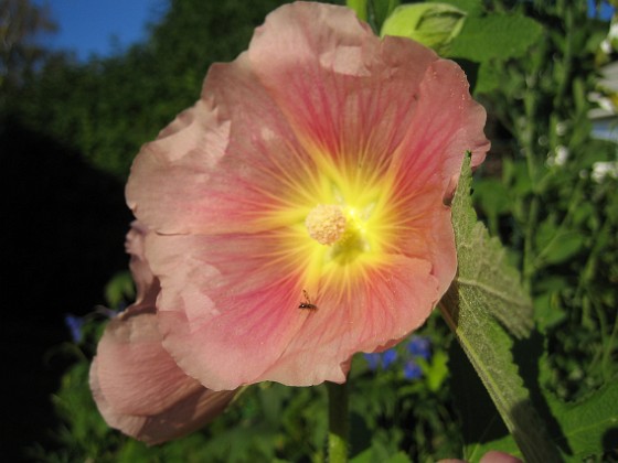 Stockrosor { Som synes så skiner solen på mina blommor. } 