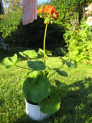 Pelargon 
Detta är en av de Pelargoner som jag satte som frö i vintras. De som jag planterade ut gick det inget vidare för, men den här har stått i en kruka hela sommaren.