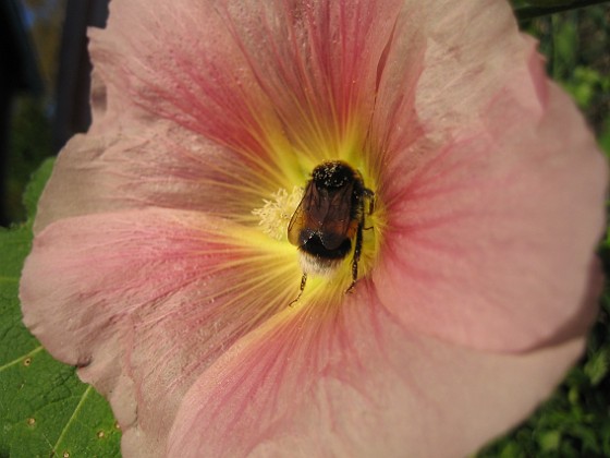 Stockros  
En liten Humla tror jag det är som mumsar i den här Stockrosen.  
2008-08-01 Bild 044  
Granudden  
Färjestaden  
Öland