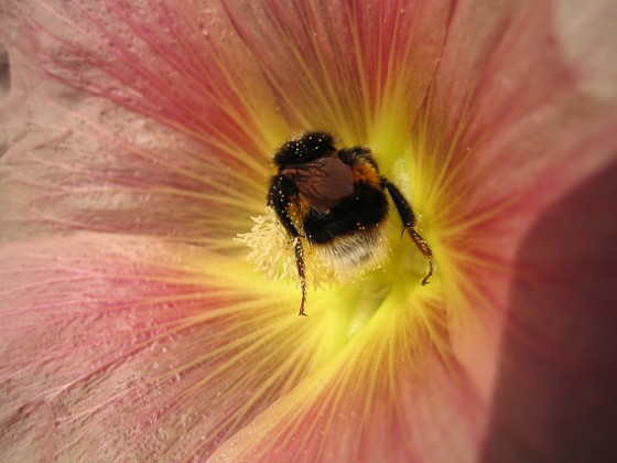 Stockros 
Jovisst är det en Humla. De brukar vara så upptagna i blommorna att de inte bryr sig om att jag kommer nära med kameran.