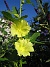 Detta är en Gulros - som också är en slags Stockros. Det blir massor av gula blommor på denna  planta. (2008-08-01 Bild 010)
