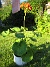 Detta är en av de Pelargoner som jag satte som frö i vintras. De som jag planterade ut gick det inget vidare för, men den här har stått i en kruka hela sommaren. (2008-08-01 Bild 040)