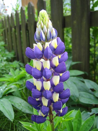 Regnbågslupin  
Jaha, ännu en Lupin som slår ut i Augusti - en vacker Gul/Blå färgkombination.  
2008-08-16 Bild 006  
Granudden  
Färjestaden  
Öland