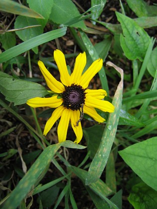 Strålrudbeckia { Denna lilla blomma har sin egen brokiga historia. Jag gjorde bort mej kapitalt när jag klippte av plantan av misstag (skulle plocka sticklingar på Astrar). Men jag satte tillbaka den i jorden på samma ställe där jag tog den. Sedan i juli har jag vårdat den ömt och nu blommar den! } 