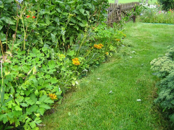 Staket, extra  
Det som blommar här är Gazania (Påfågelsblomster).  
2008-08-16 Bild 016  
Granudden  
Färjestaden  
Öland