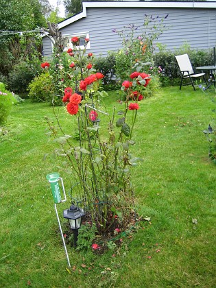 Rosbusken  
Rosbusken ser lite kal ut, jag har haft mögel på bladen.  
2008-08-16 Bild 018  
Granudden  
Färjestaden  
Öland