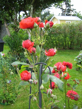 Rosor  
Jag är så glad att jag fick ett långt skott som växte från marken genom hela obelisken.  
2008-08-16 Bild 019  
Granudden  
Färjestaden  
Öland