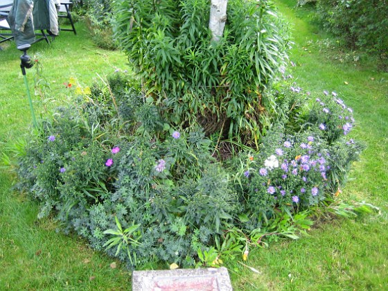 Björken 
Lite Astrar blommar och Nattljusen har nog gjort sitt för sommaren. Några enstaka blommor var kvar. Man måste plocka blommor hela tiden annars slutar de blomma.