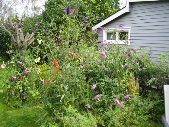 Uteplatsen  
Jag har fått rensa rejält i mina Fjärilsbuskar, de hade blivit nedtyngda och låg nästan på marken. Jag har dessutom stagat upp dem med pinnar och snören.  
2008-08-16 Bild 029  
Granudden  
Färjestaden  
Öland