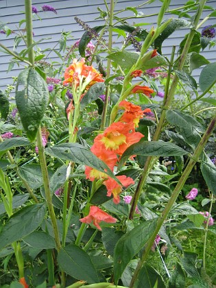 Gladioler