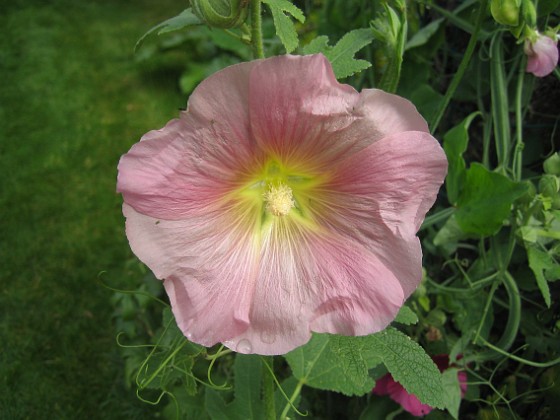 Stockros  
Ännu en vacker enkel Stockros, Alcea Ficifolia.  
2008-08-16 Bild 032  
Granudden  
Färjestaden  
Öland