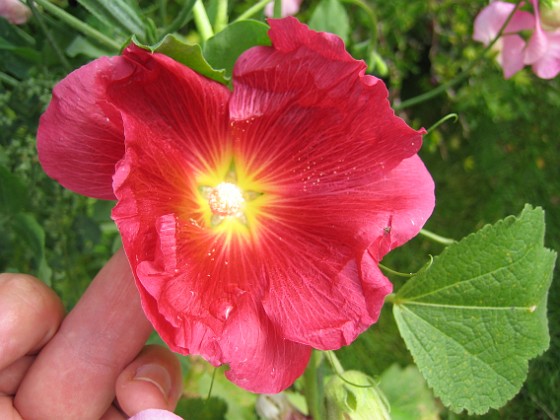 Stockros { En alldeles illröd Stockros, Alcea Ficifolia. } 