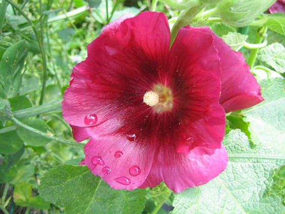 Stockros { En vinröd Stockros, Alcea Ficifolia heter den på Latin. } 