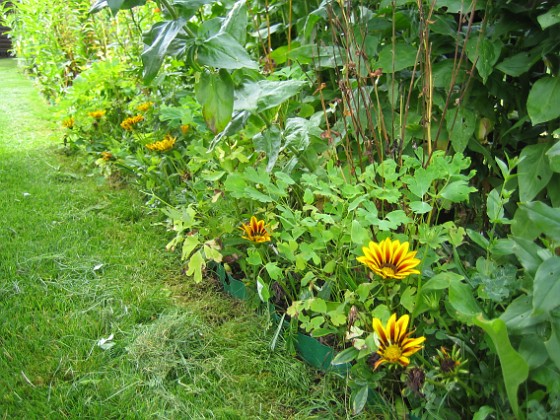 Gazania  
  
2008-08-16 Bild 047  
Granudden  
Färjestaden  
Öland