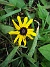 Strålrudbeckia