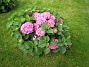 Hortensia  
  
2008-08-16 Bild 023