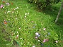  (2008-08-16 Bild 045)