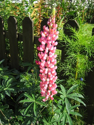 Lupin  
  
2008-08-30 Bild 061  
Granudden  
Färjestaden  
Öland