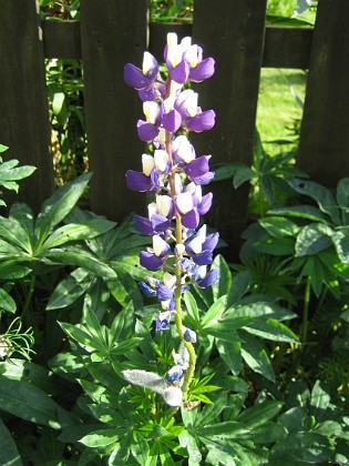 Lupin  
  
2008-08-30 Bild 062  
Granudden  
Färjestaden  
Öland