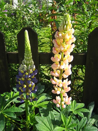 Lupin  
  
2008-08-30 Bild 063  
Granudden  
Färjestaden  
Öland