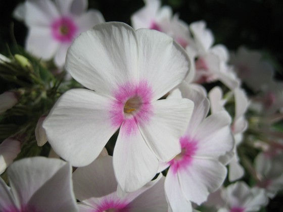 Höstflox 
Denna sorten är vit med rosa öga i mitten.