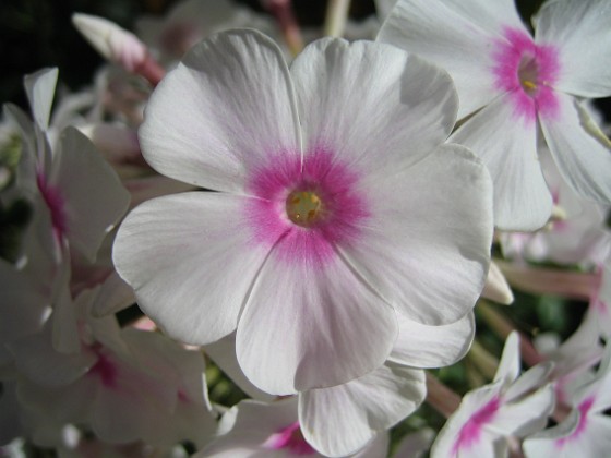 Höstflox 
Solen gör sitt till för att göra denna blomma ännu vackrare.