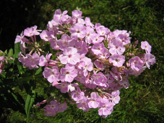 Höstflox  
Den är verkligen pink.  
2008-08-30 Bild 075  
Granudden  
Färjestaden  
Öland