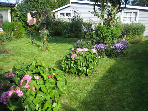 Hortensia  
  
2008-08-30 Bild 087  
Granudden  
Färjestaden  
Öland