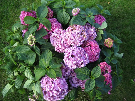 Hortensia  
Hortensior i närbild.  
2008-08-30 Bild 089  
Granudden  
Färjestaden  
Öland