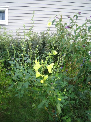 Gulros, Alcea Rugosa