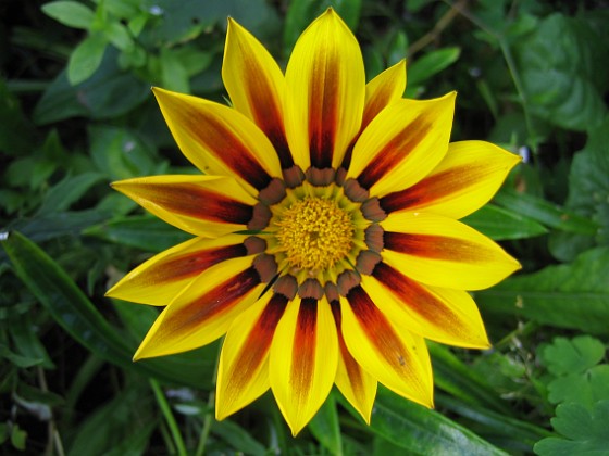 Gazania