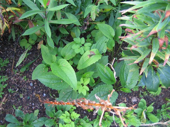 Rudbeckia 
